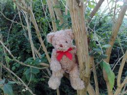 Tree ted 